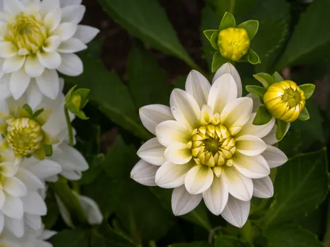 Dahlia 4K Wallpaper · flowers · 3840×2880