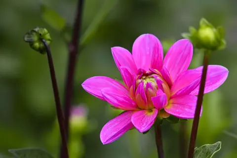 Dahlia 4K Wallpaper · flowers · 3840×2560