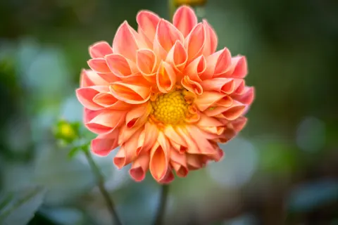 Dahlia 4K Wallpaper · flowers · 3840×2560