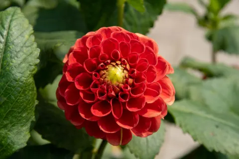 Dahlia 4K Wallpaper · flowers · 3840×2560