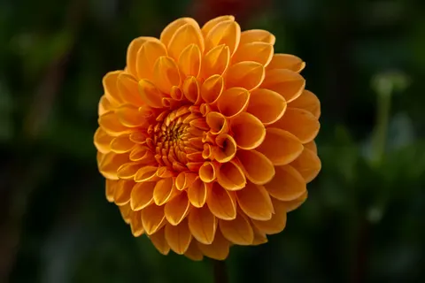 Dahlia 4K Wallpaper · flowers · 3840×2560