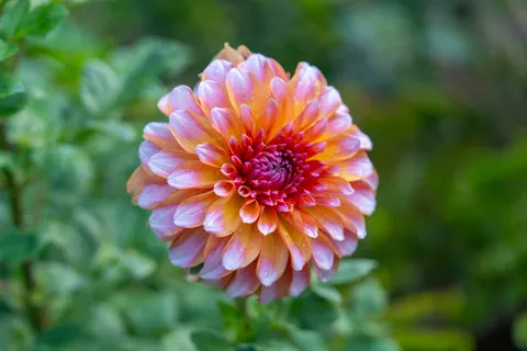 Dahlia 4K Wallpaper · flowers · 3840×2560