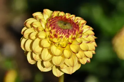 Dahlia 4K Wallpaper · flowers · 3840×2560
