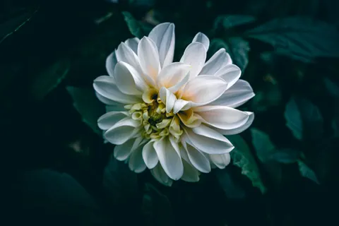 Dahlia 4K Wallpaper · flowers · 3840×2560