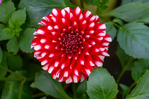 Dahlia 4K Wallpaper · flowers · 3840×2560