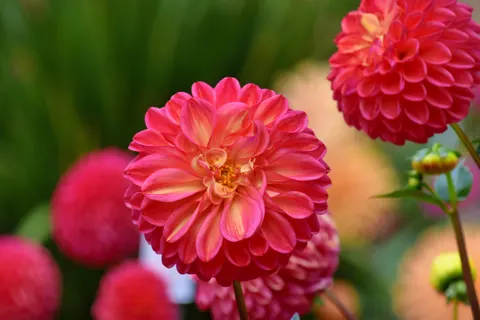 Dahlia 4K Wallpaper · flowers · 3840×2560