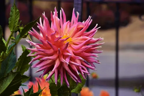 Dahlia 4K Wallpaper · flowers · 3840×2560