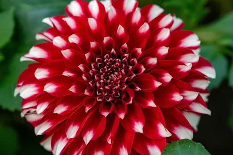 Dahlia 4K Wallpaper · flowers · 3840×2560