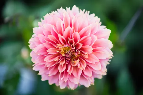 Dahlia 4K Wallpaper · flowers · 3840×2560