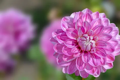Dahlia 4K Wallpaper · flowers · 3840×2563