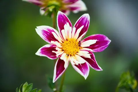 Dahlia 4K Wallpaper · flowers · 3840×2560