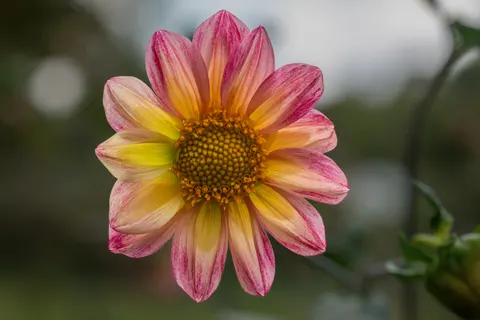Dahlia 4K Wallpaper · flowers · 3840×2560