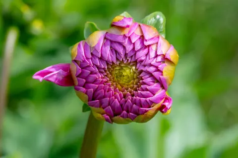 والپیپر گل کوکب با کیفیت 4K · flowers · 3840×2560