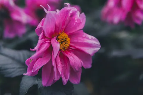Dahlia 4K Wallpaper · flowers · 3840×2560