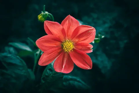 Dahlia 4K Wallpaper · flowers · 3840×2560