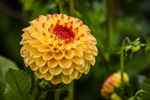 Dahlia 4K Wallpaper · flowers · 3840×2560