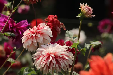 Dahlia 4K Wallpaper · flowers · 3840×2560