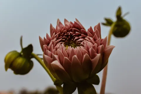Dahlia 4K Wallpaper · flowers · 3840×2560