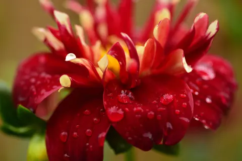 Dahlia 4K Wallpaper · flowers · 3840×2563