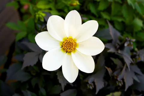 Dahlia 4K Wallpaper · flowers · 3840×2560