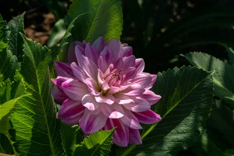 Dahlia 4K Wallpaper · flowers · 3840×2560