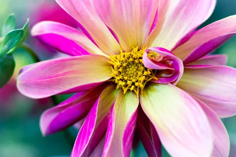 خلفية الداليا بدقة 4K · flowers · 3840×2560