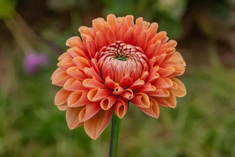 Dahlia 4K Wallpaper · flowers · 3840×2560