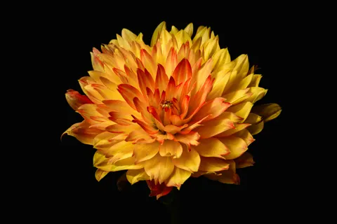Dahlia 4K Wallpaper · flowers · 3840×2560
