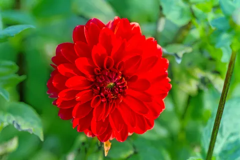 Dahlia 4K Wallpaper · flowers · 3840×2563