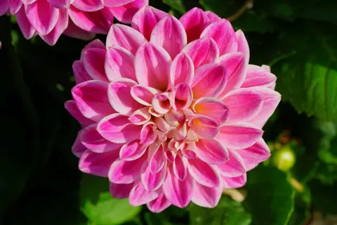 Dahlia 4K Wallpaper · flowers · 3840×2561