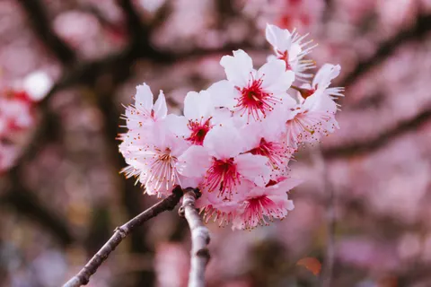 Cherry Blossom Tree 4K Wallpaper · flowers · 3840×2560