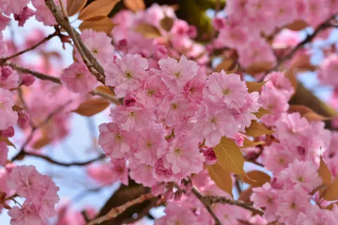 Hình nền Cây anh đào 4K · flowers · 3840×2560