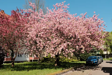 Cherry Blossom Tree 4K Wallpaper · flowers · 3840×2560
