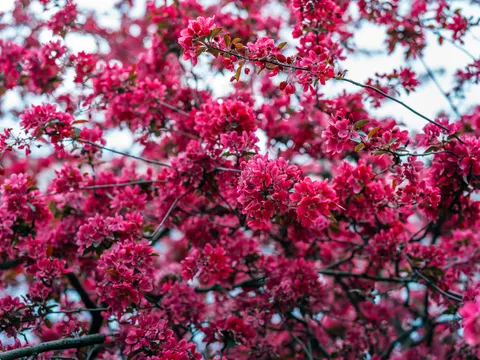 Cherry Blossom Tree 4K Wallpaper · flowers · 3840×2878