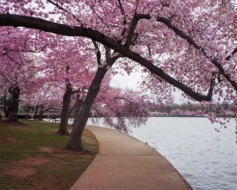 Cherry Blossom Tree 4K Wallpaper · flowers · 3840×3072
