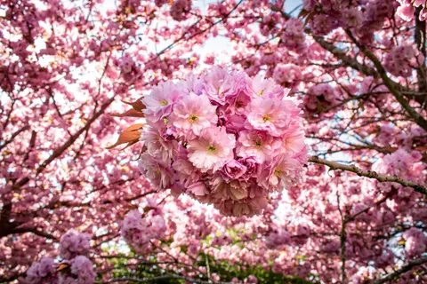 Cherry Blossom Tree 4K Wallpaper · flowers · 3840×2560