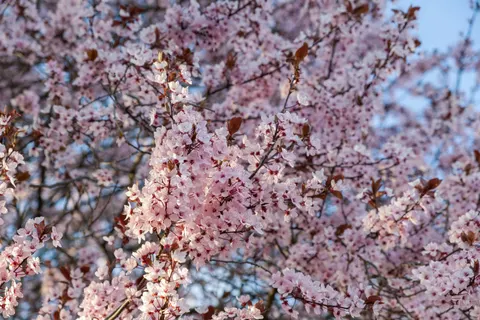 Cherry Blossom Tree 4K Wallpaper · flowers · 3840×2560