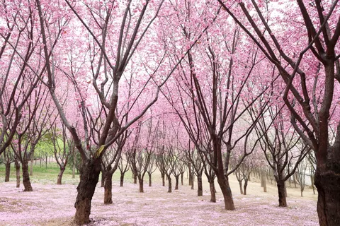 Cherry Blossom Tree 4K Wallpaper · flowers · 3840×2560