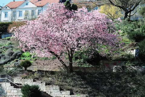 Cherry Blossom Tree 4K Wallpaper · flowers · 3840×2560