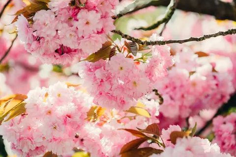 خلفية شجرة أزهار الكرز بدقة 4K · flowers · 3840×2563