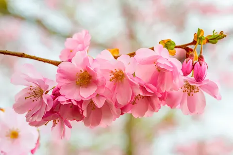 Cherry Blossom Tree 4K Wallpaper · flowers · 3840×2563
