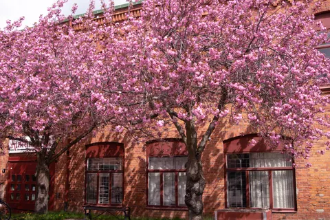 Cherry Blossom Tree 4K Wallpaper · flowers · 3840×2560