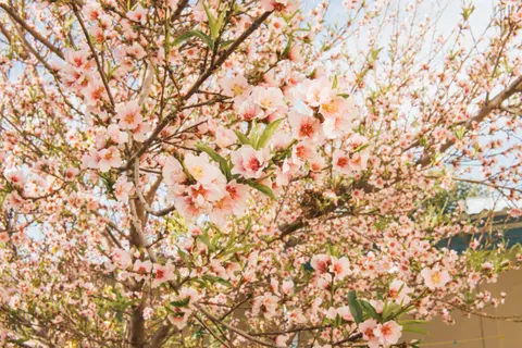 Cherry Blossom Tree 4K Wallpaper · flowers · 3840×2560
