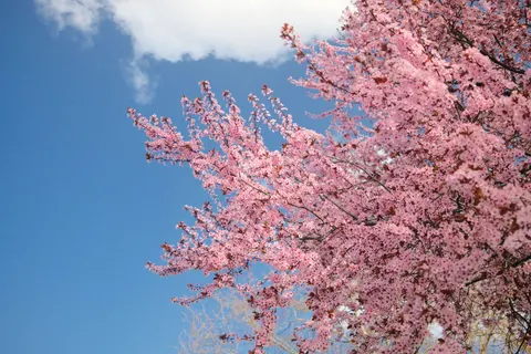 Cherry Blossom Tree 4K Wallpaper · flowers · 3840×2560