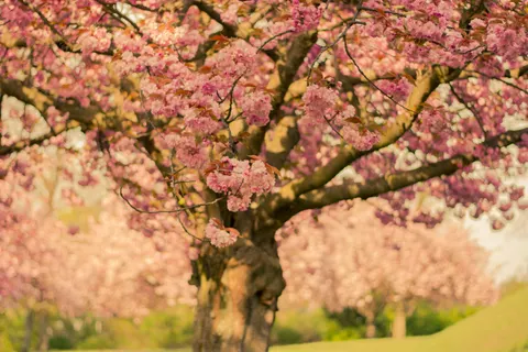 Cherry Blossom Tree 4K Wallpaper · flowers · 3840×2560