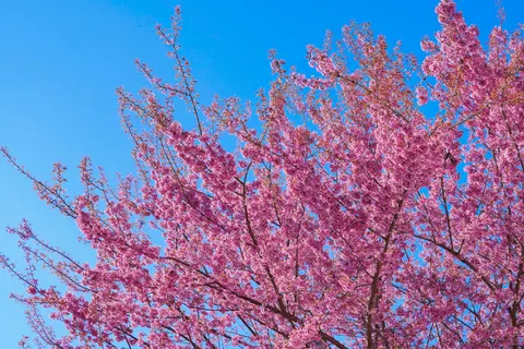 Cherry Blossom Tree 4K Wallpaper · flowers · 3840×2560