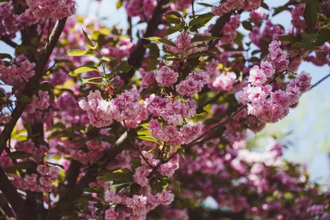 Cherry Blossom Tree 4K Wallpaper · flowers · 3840×2560