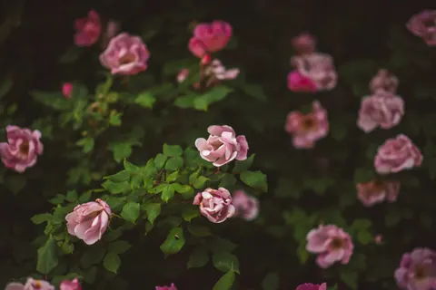 Rose Garden 4K Wallpaper · flowers · 3840×2560