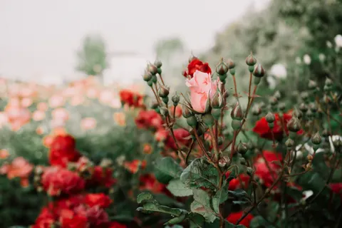 Rose Garden 4K Wallpaper · flowers · 3840×2560