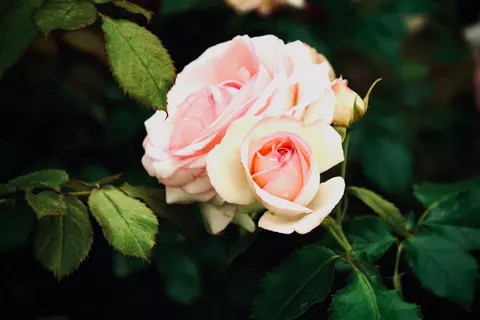 Rose Garden 4K Wallpaper · flowers · 3840×2560